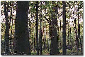 A section of Garrett State Forest