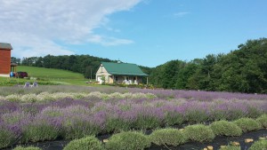 lavender farm