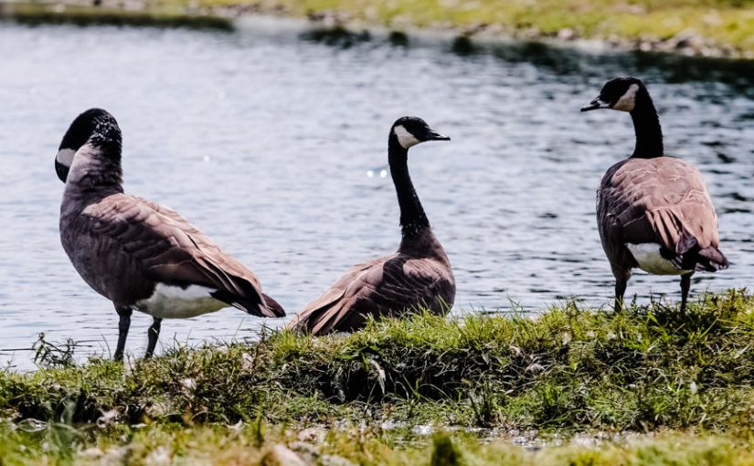 Managed Goose and Waterfowl Hunts Set for Garrett County